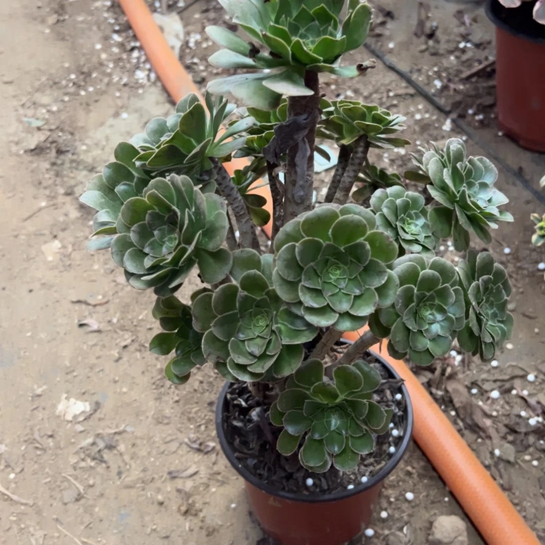 722原始绿法师多肉植物