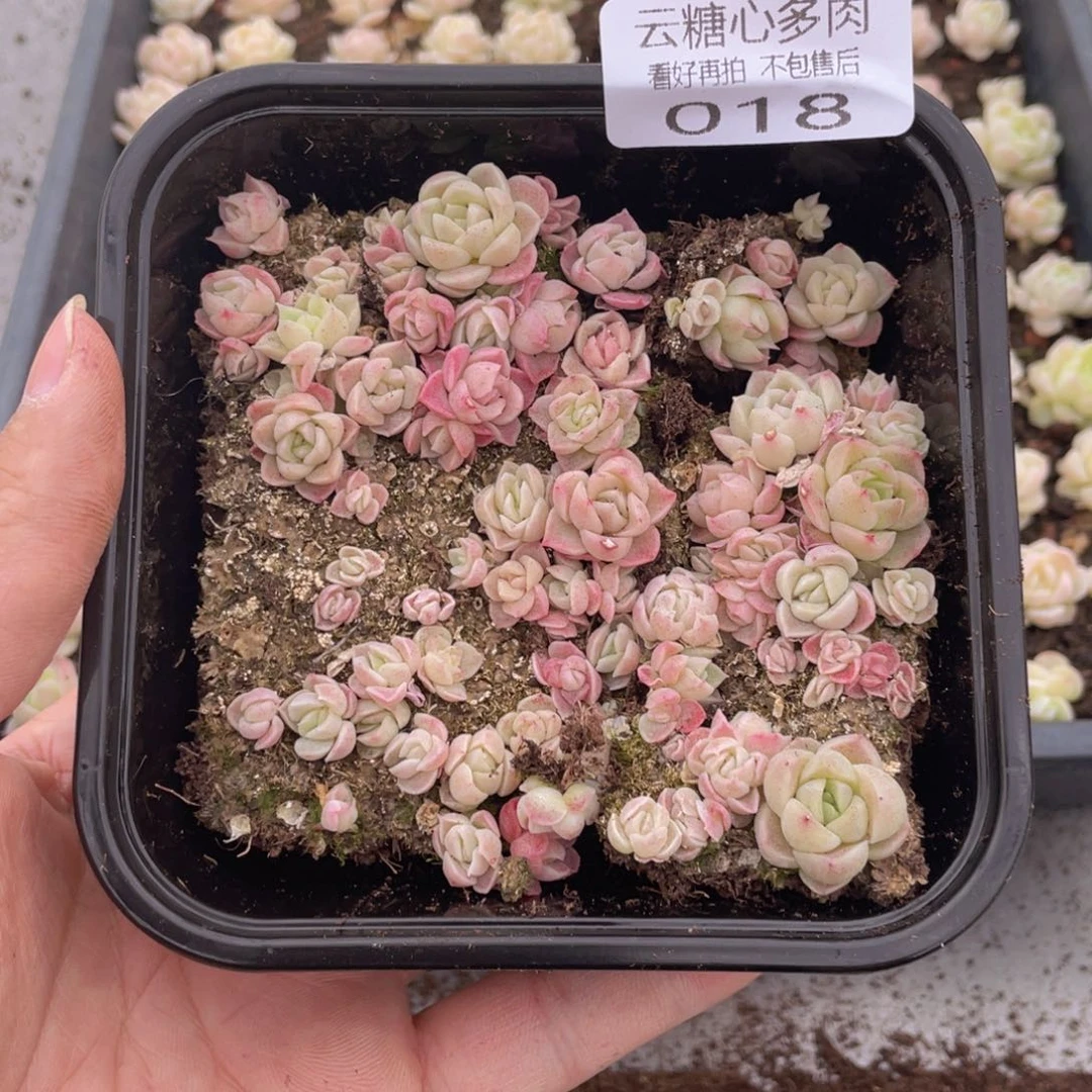 云糖心多肉植物18