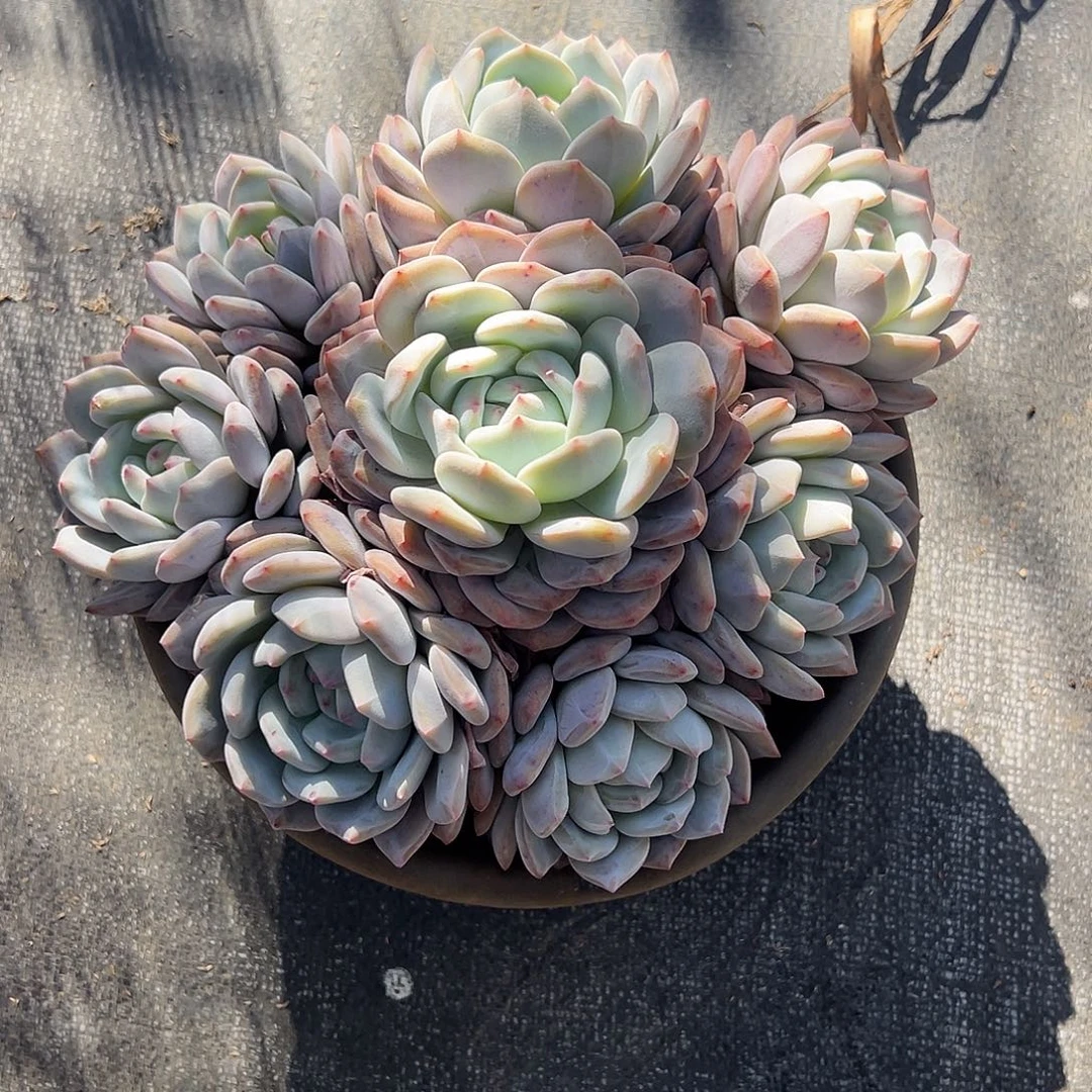 橙梦露手捧多肉植物