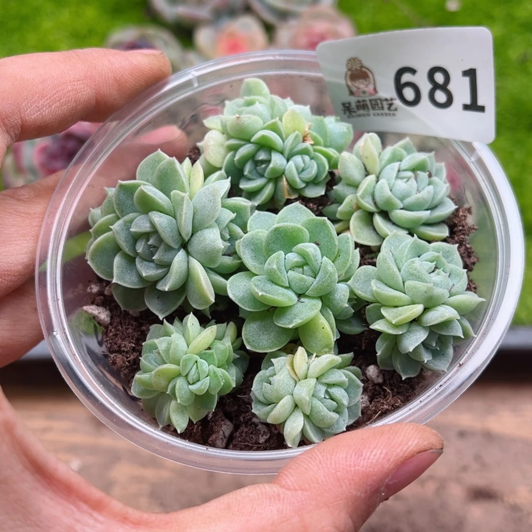 多肉植物多肉植物