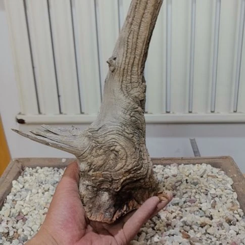 培***工柏木崖柏根艺根雕天然