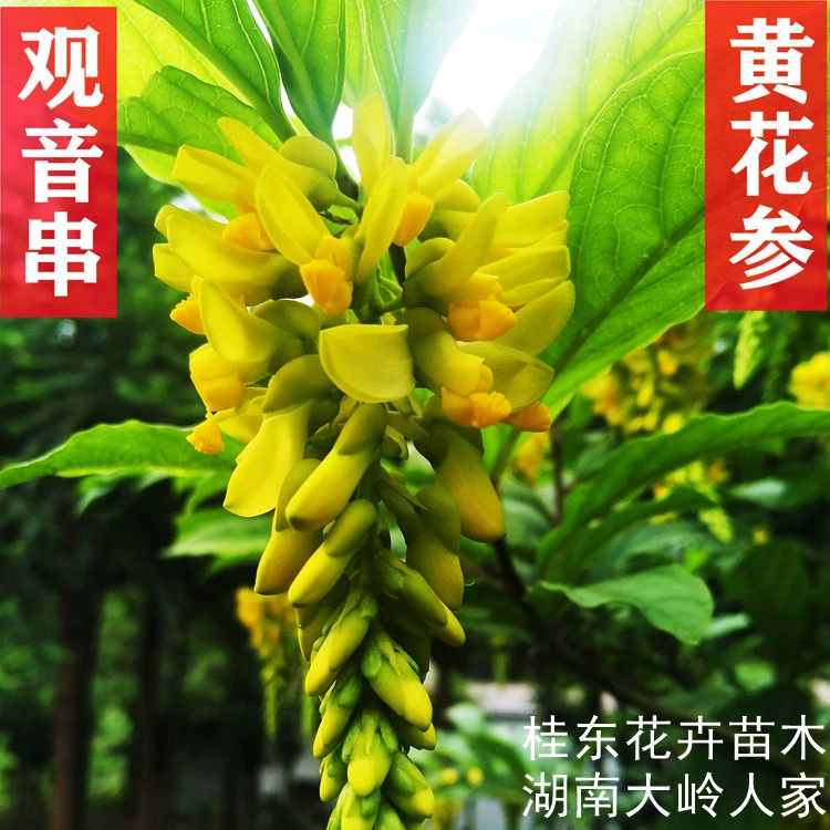 倒吊黄黄花倒水莲苗观音串观赏盆栽四季可种植