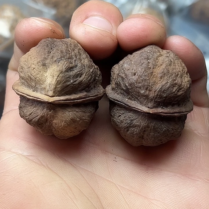 核桃8号蝴蝶蟾36尺