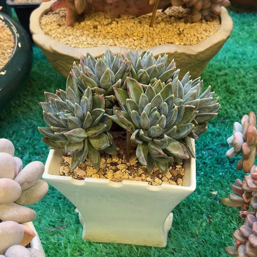 红蛋，，，，，，，，，，，，，，，