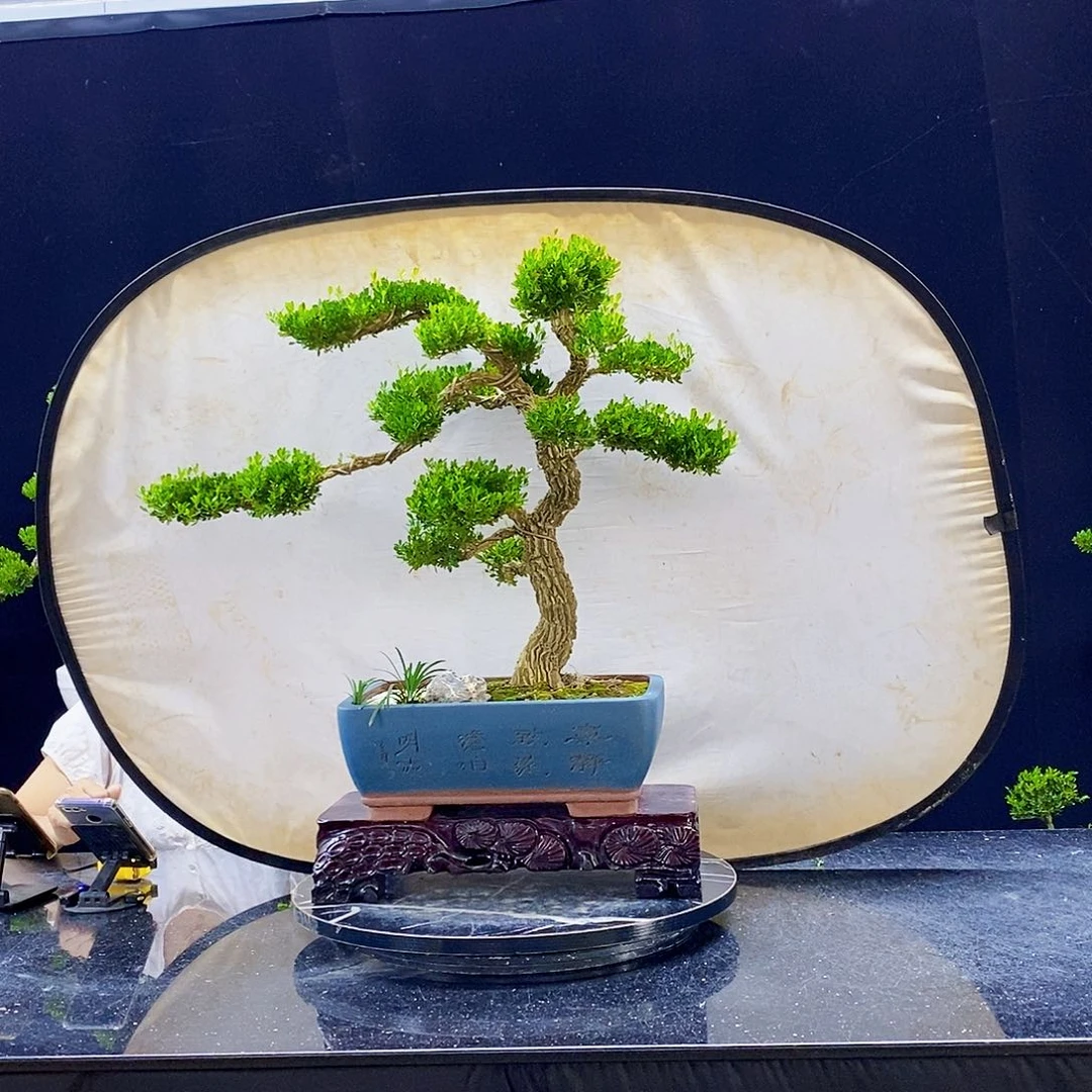 无花朵精品黄杨盆景