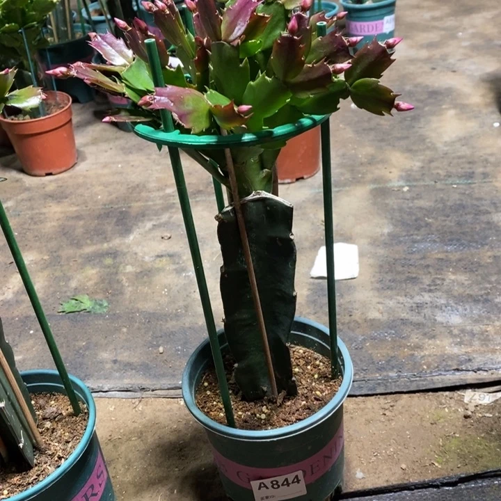 当前无花栽培后可以开花心*844嫁接085