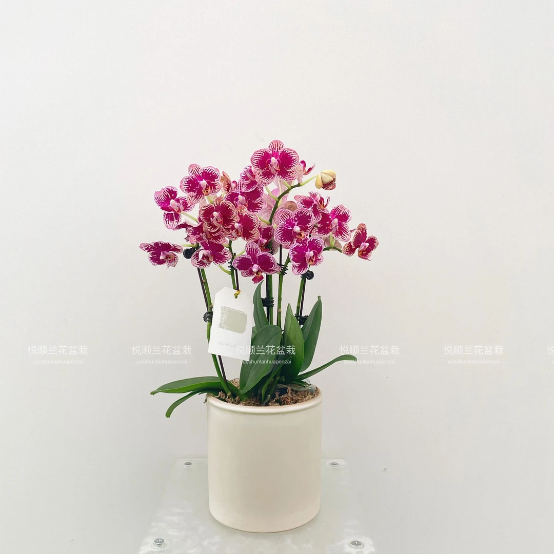 蝴蝶兰 可乐  叶片自然开裂 桌面花 鲜花 盆栽