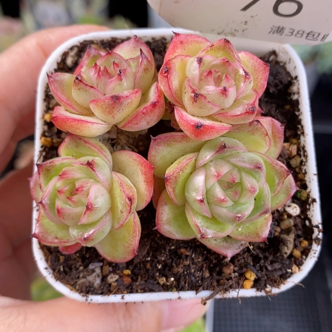 包子麦六头群76号一颗