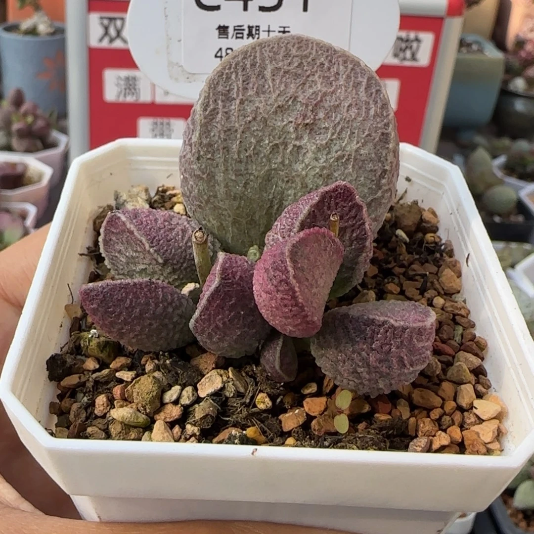 炒***条福利。   431。