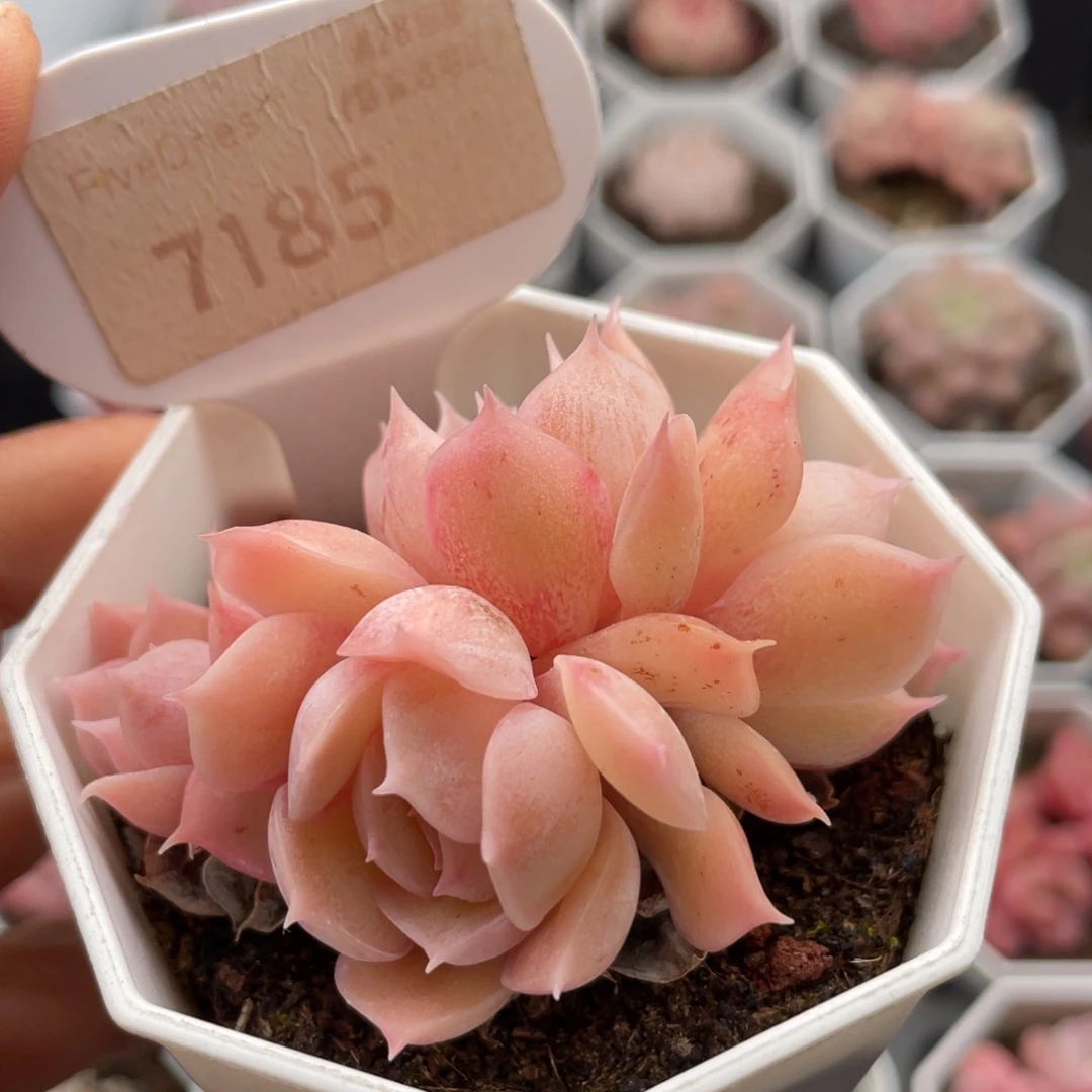 昂斯诺7185-6.0厘米