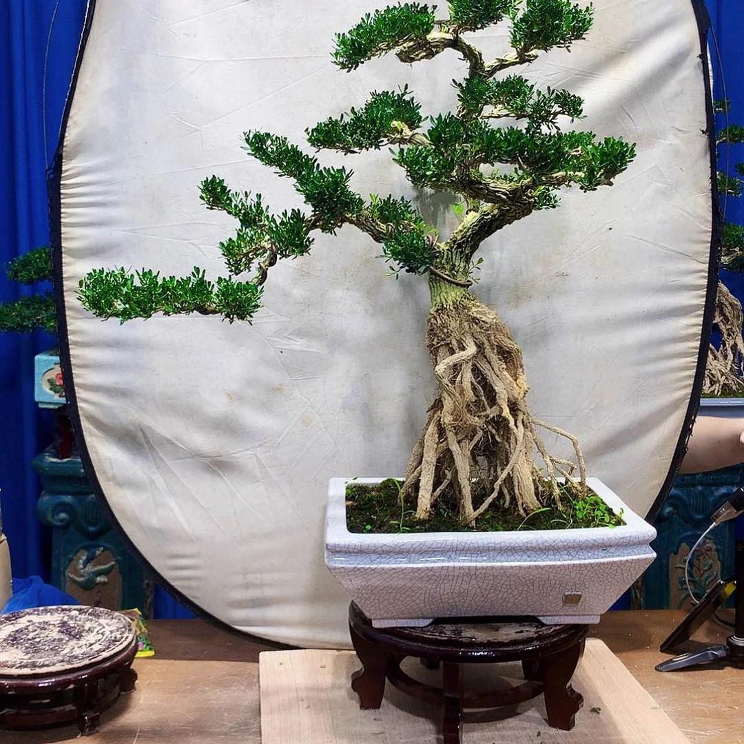 风***我无花朵黄杨盆景一物一拍
