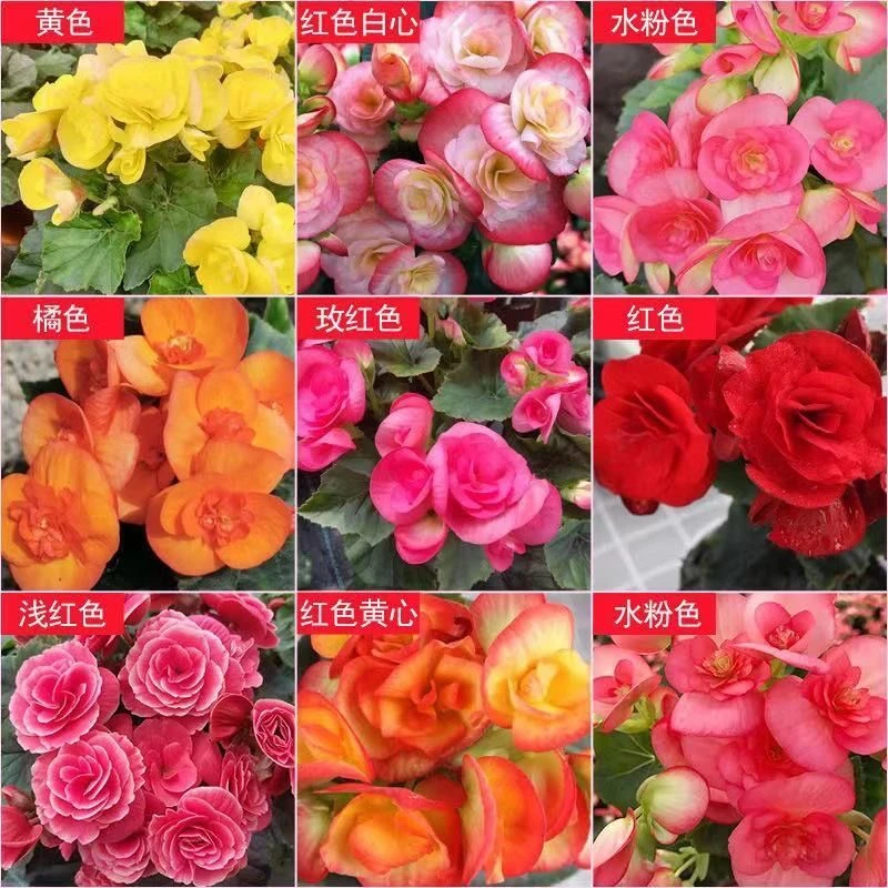 丽格海棠盆栽花卉室内花卉盆栽阳台庭院多年生开花机器花园花卉