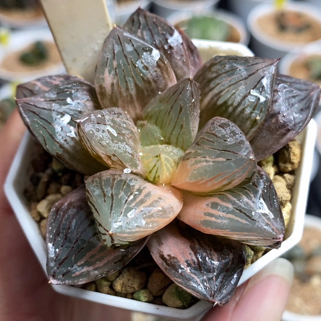 955玉潭寿锦一物一拍