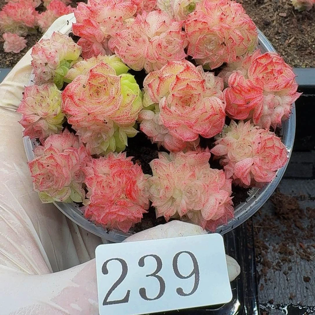 多肉植物多肉植物239