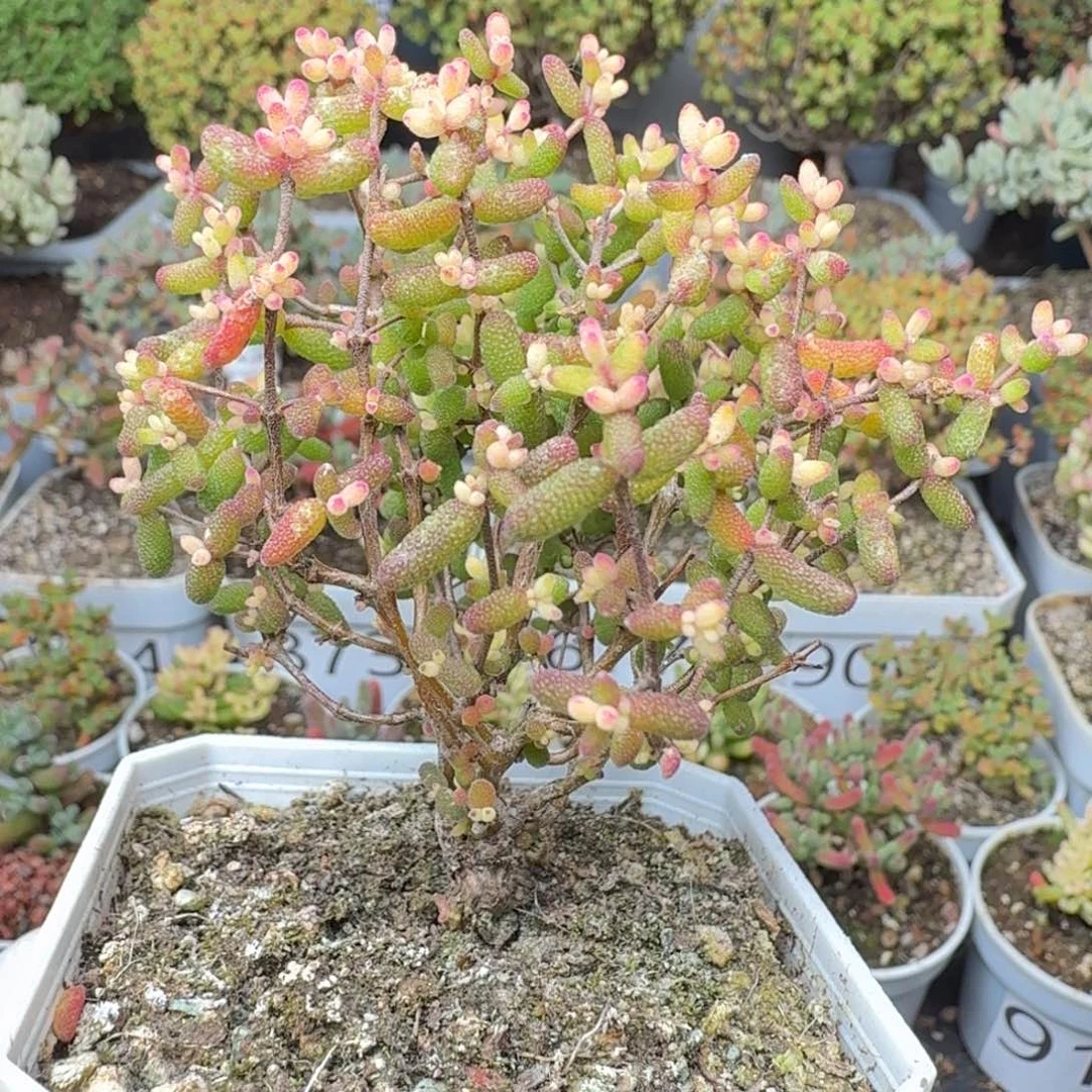 863糖球3号锦一物一拍