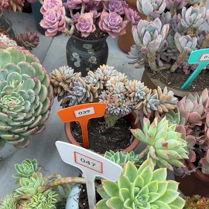 天***?淡雪多肉植物039