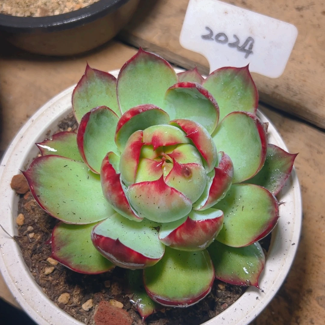 惊鸿仙子福利2024号有干疤介意勿拍