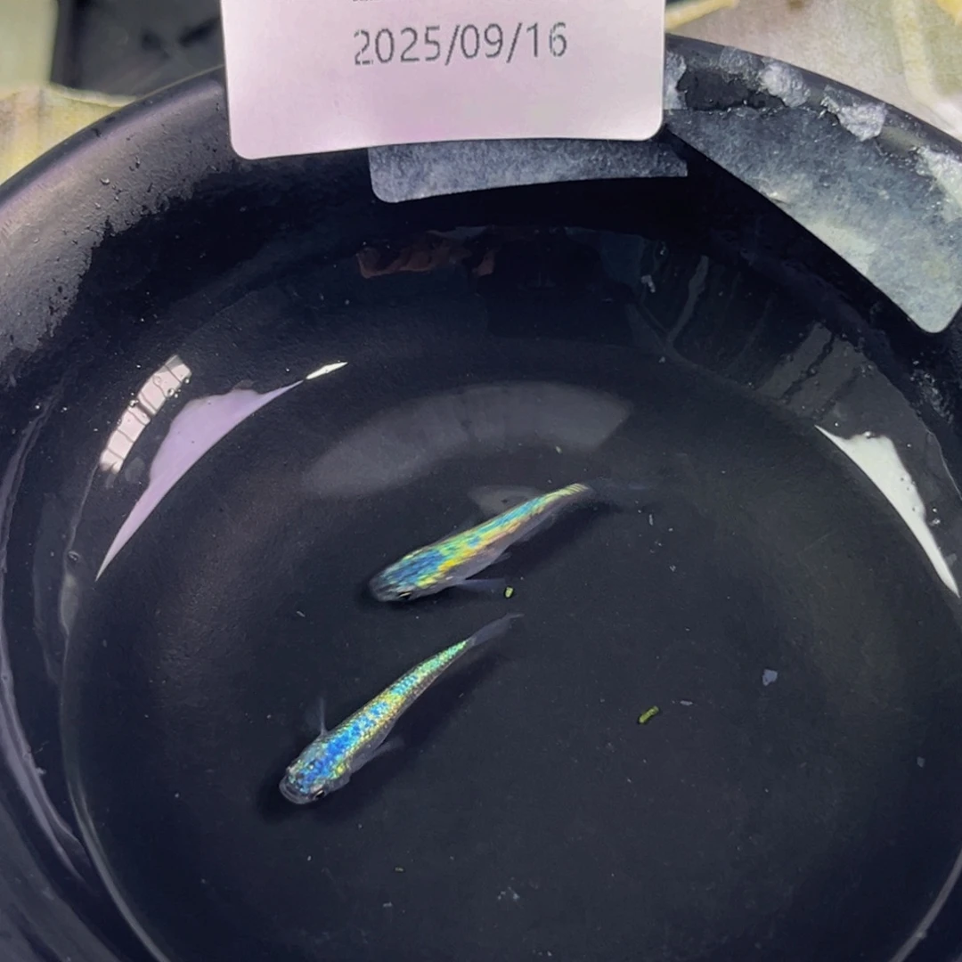 青鳉215海王星无背鳍一对