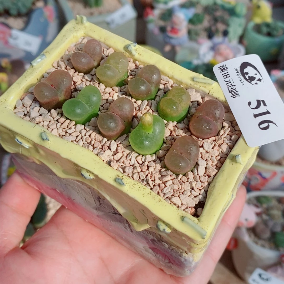 生石花花花花花花516