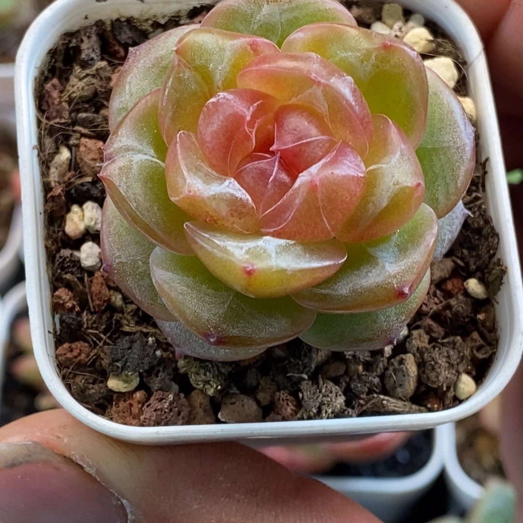 天官赐福百无禁忌