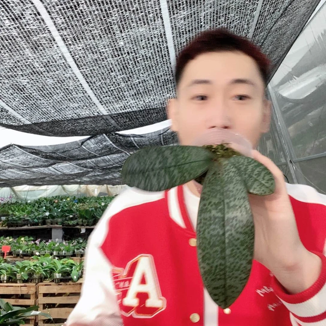 无花朵领带西蝴蝶兰