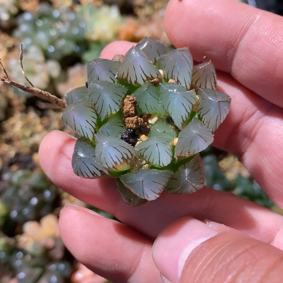 1***咩2348 一颗福利。