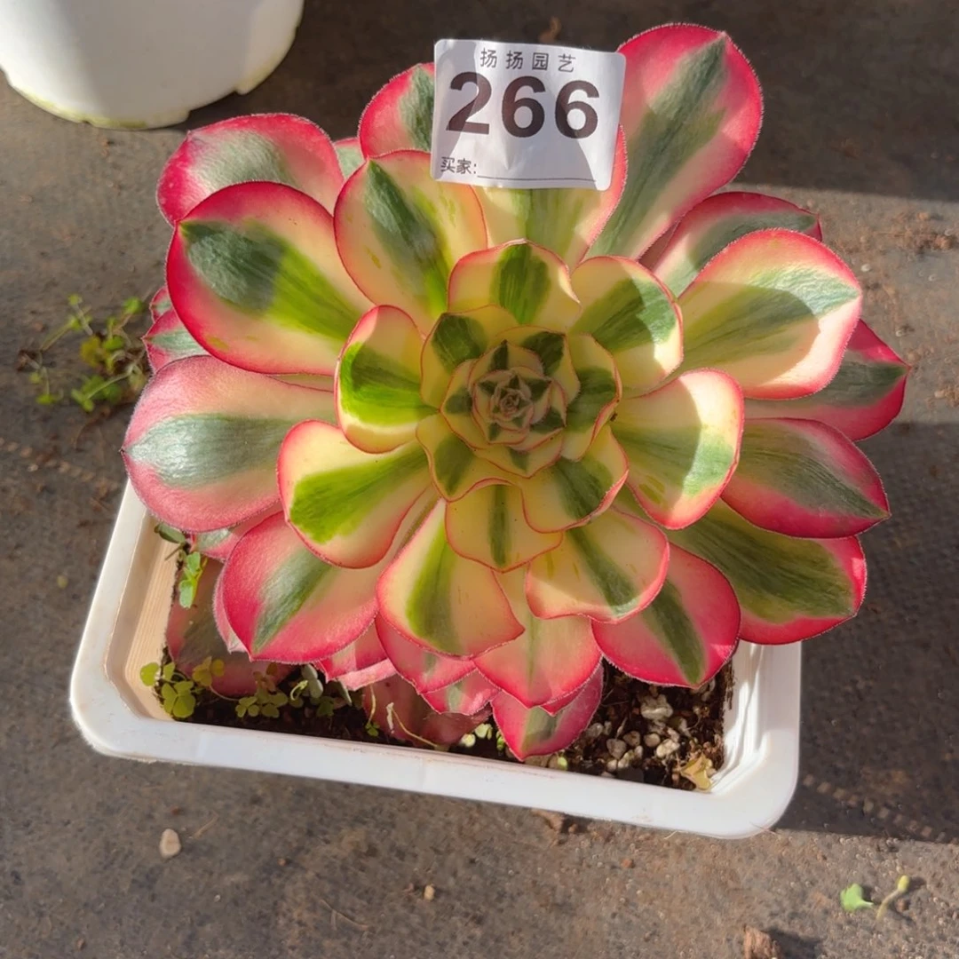 ༺****12345  266多肉法师