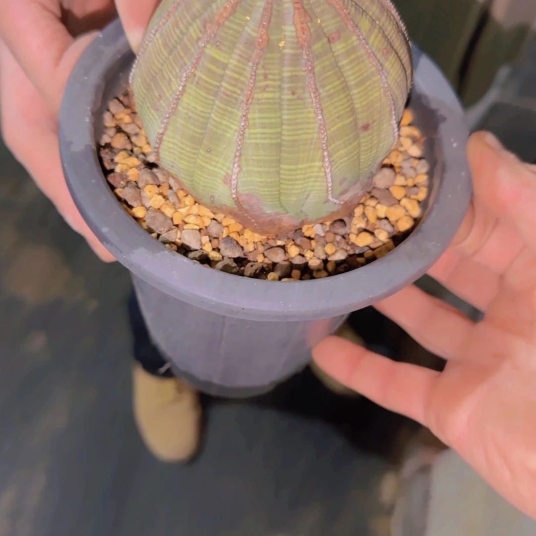 大****错块根植物块根植物