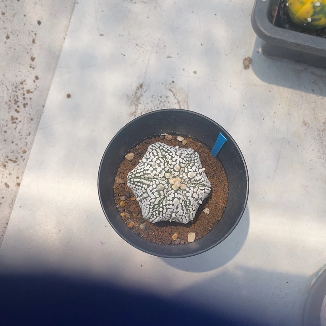 完全开放特价 45 海星