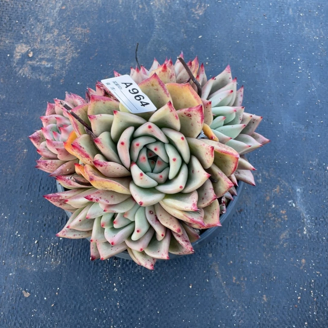 若如东云单拍A964