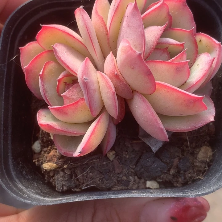 牡丹亭双。（满9.99包邮不满9.99发叶子）