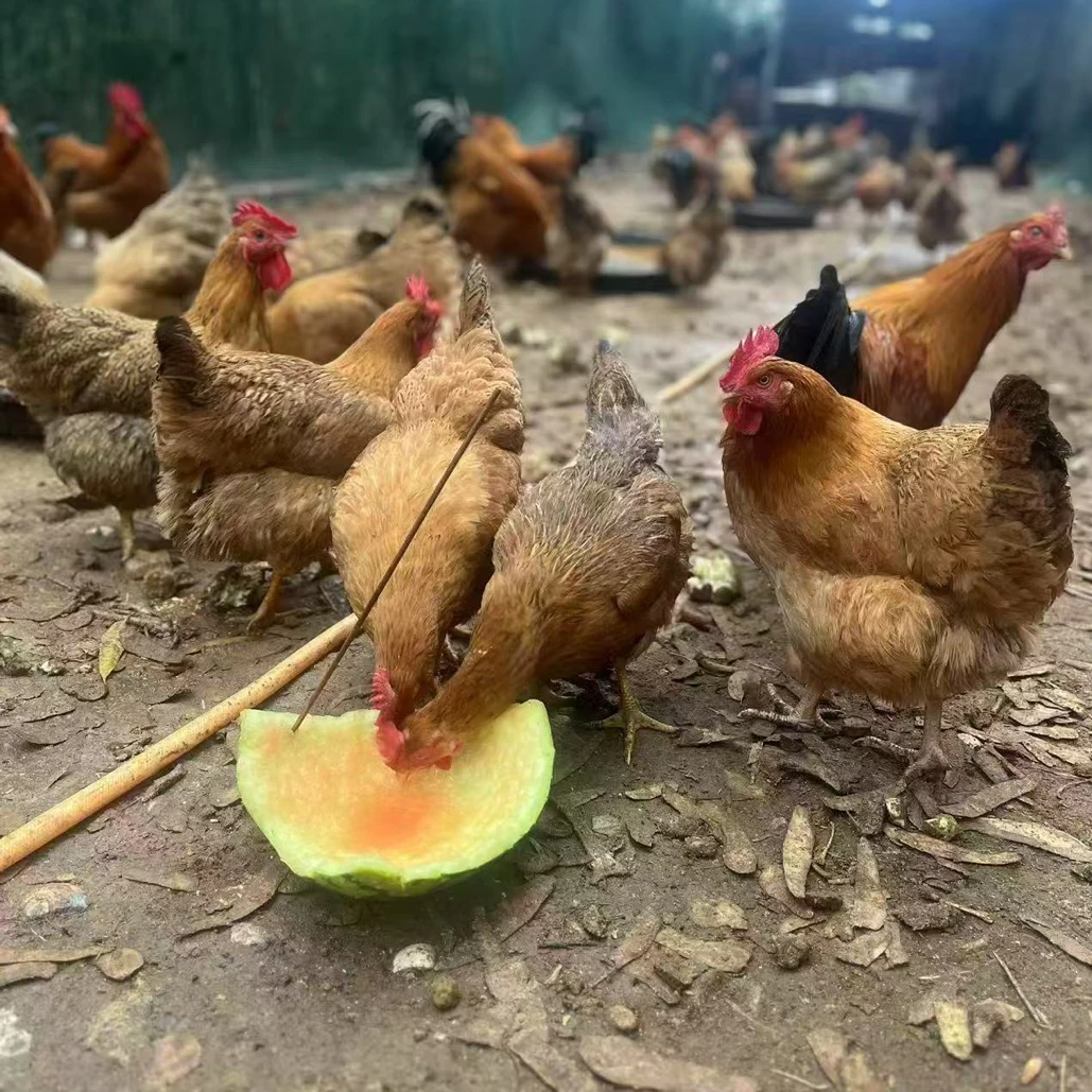 生态农家散养母鸡土鸡脆皮走地鸡现杀小土鸡新鲜【顺丰冷链包邮】