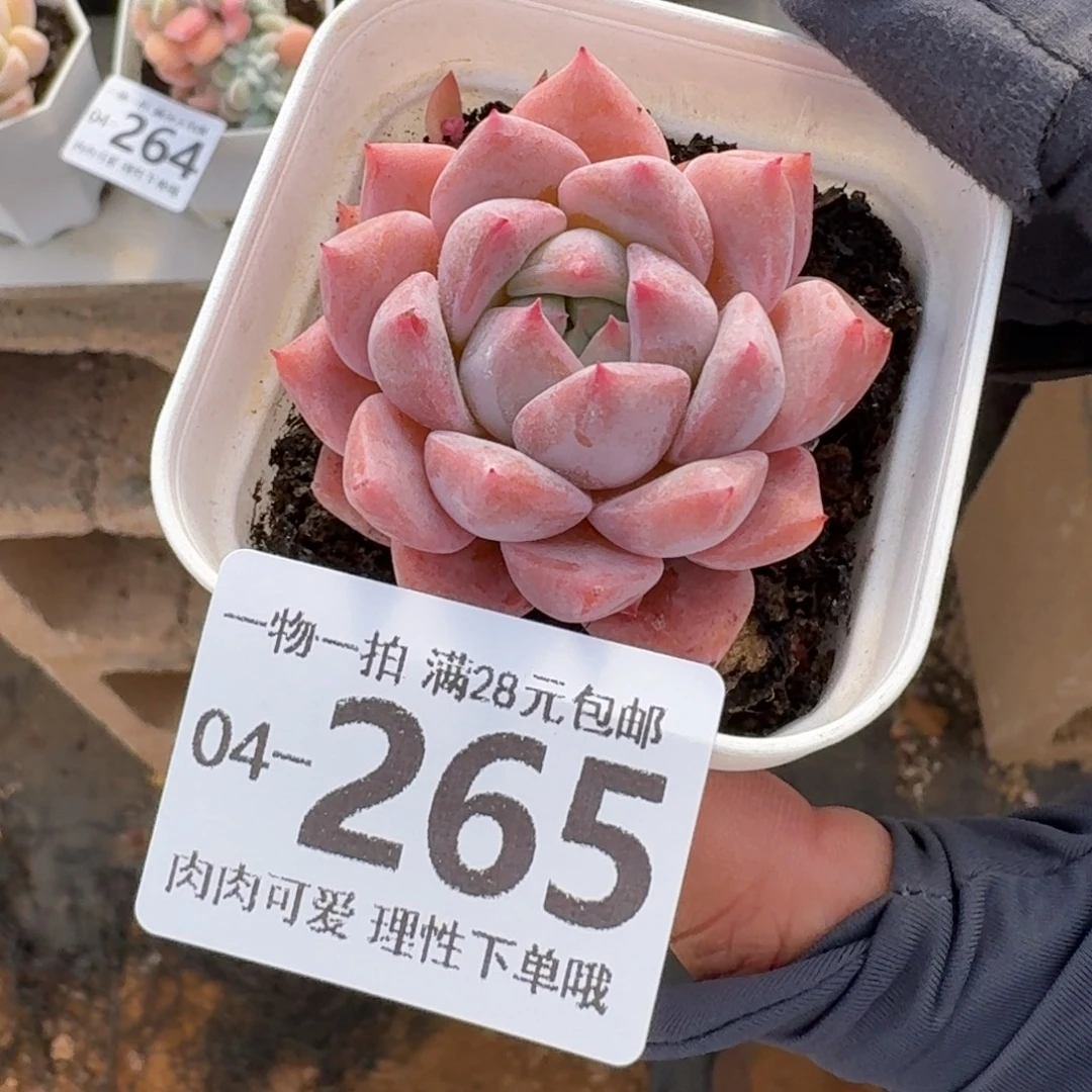 霜花无盆土发货无盆