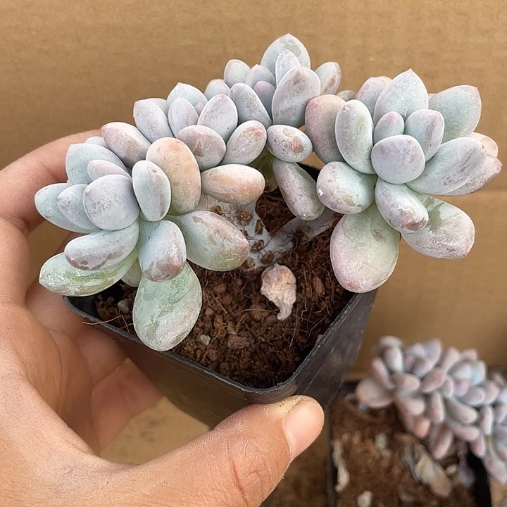 *****一物一拍满18包邮