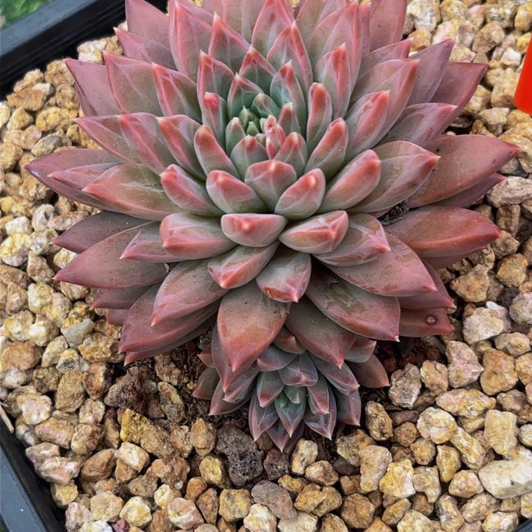 2505下午多肉植物群生