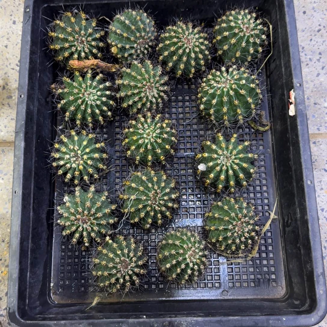 260彩草169无根侧牙5公分左右，20包邮