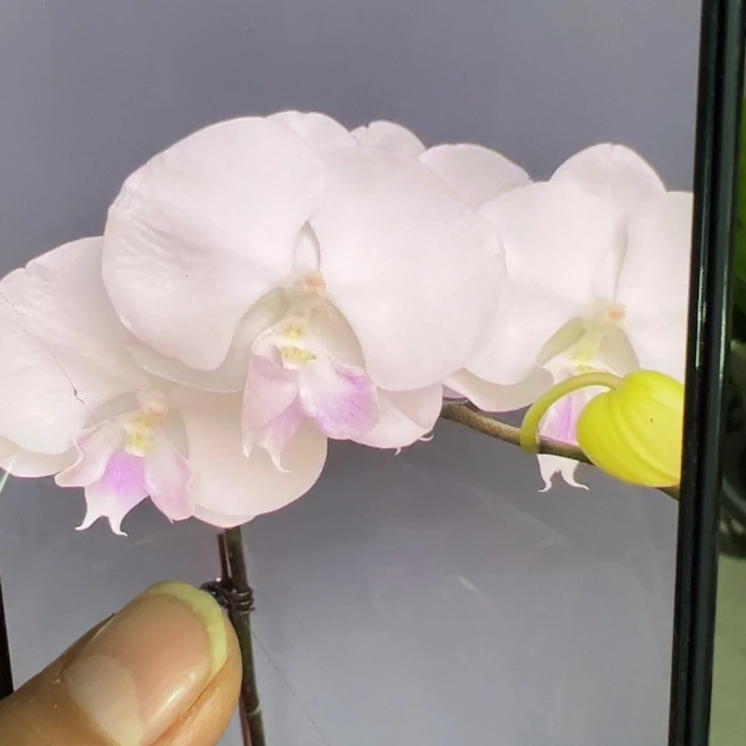 当前无花栽培后可以开花带剑白富美处理破损苗不售后请凑单