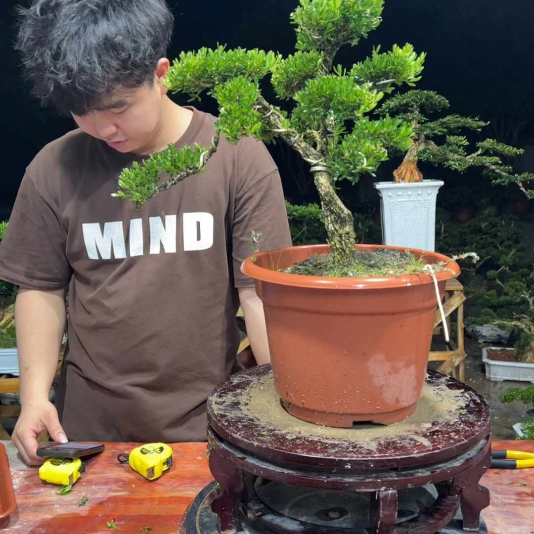 无花朵广东皱皮雀舌黄杨