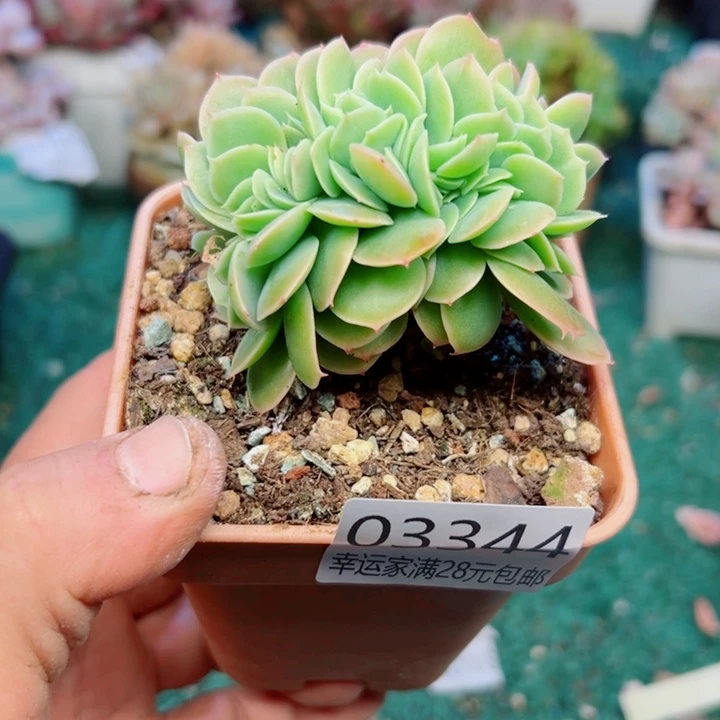 幸运的是我还没遇到幸运