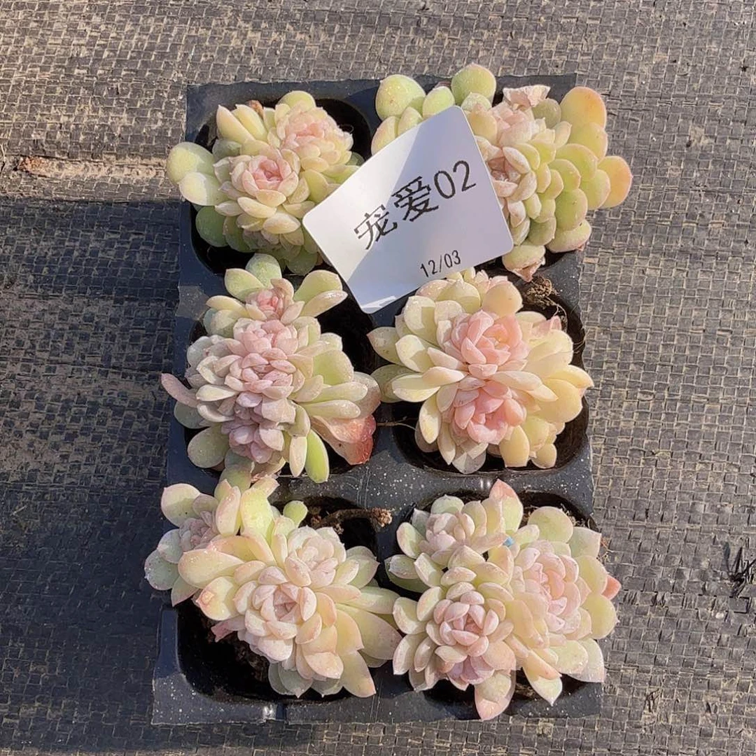 直播福利一物一拍