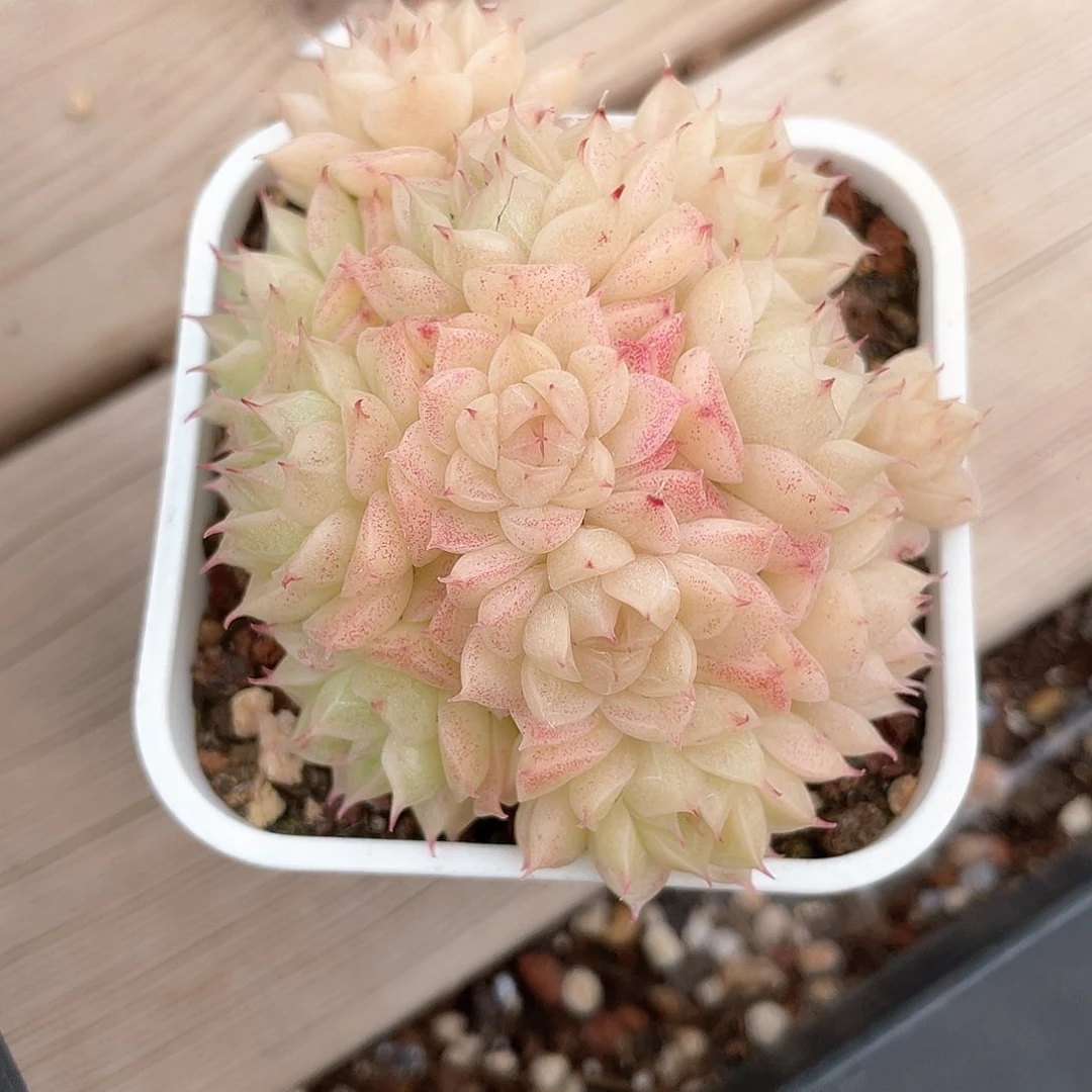 亮*?优选麦秆精品276
