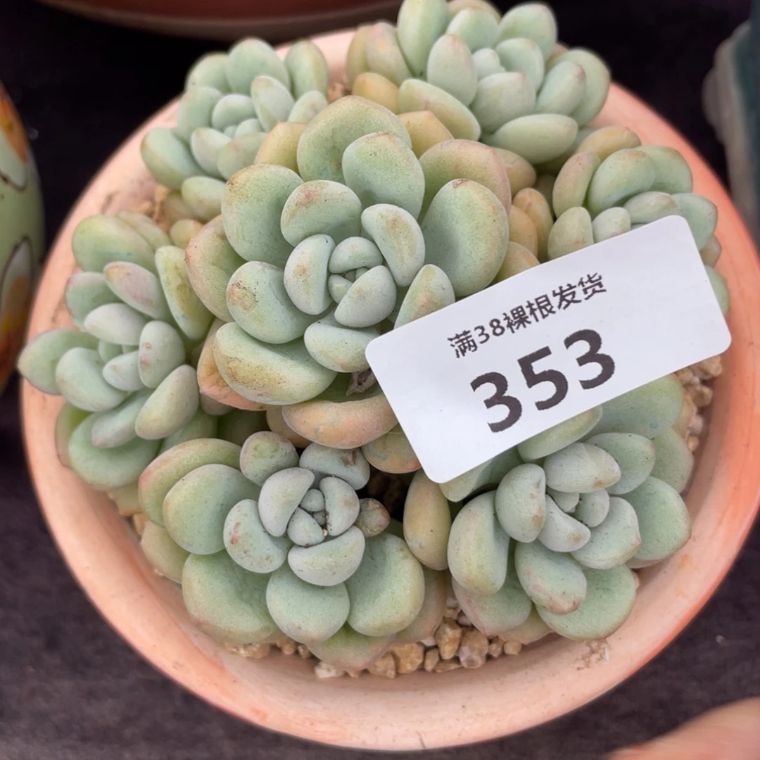 353泡泡糖小群生多肉植物