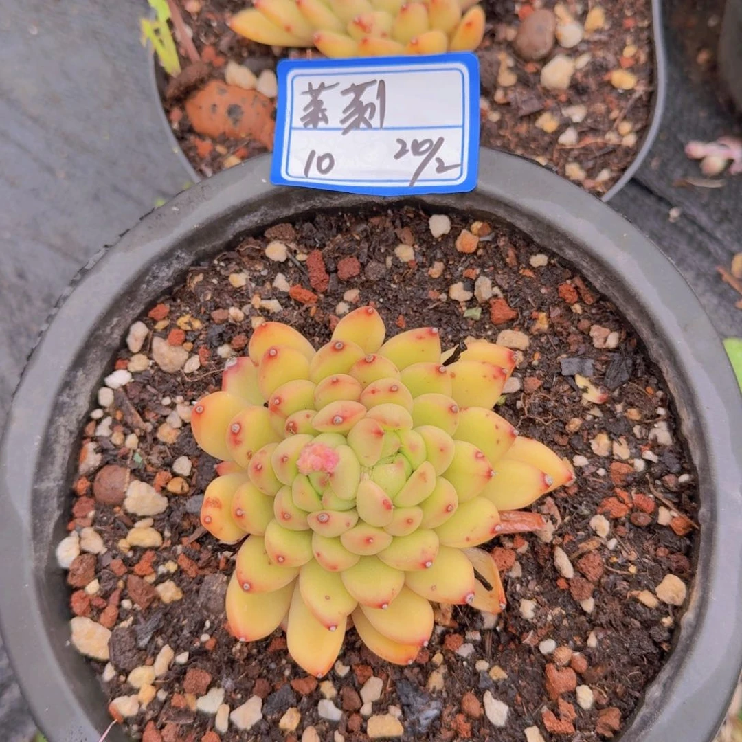 九**莉茉莉奶昔凡艺多肉