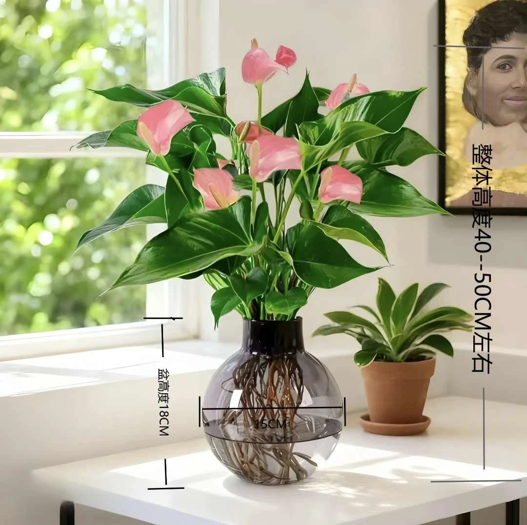 【粉皇冠】带花粉掌水培盆栽室内好养活盆栽桌面花净化空气绿植