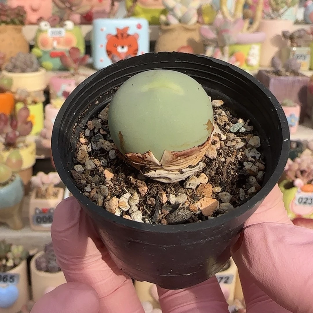 可爱鸽子蛋 盆口2.5cm