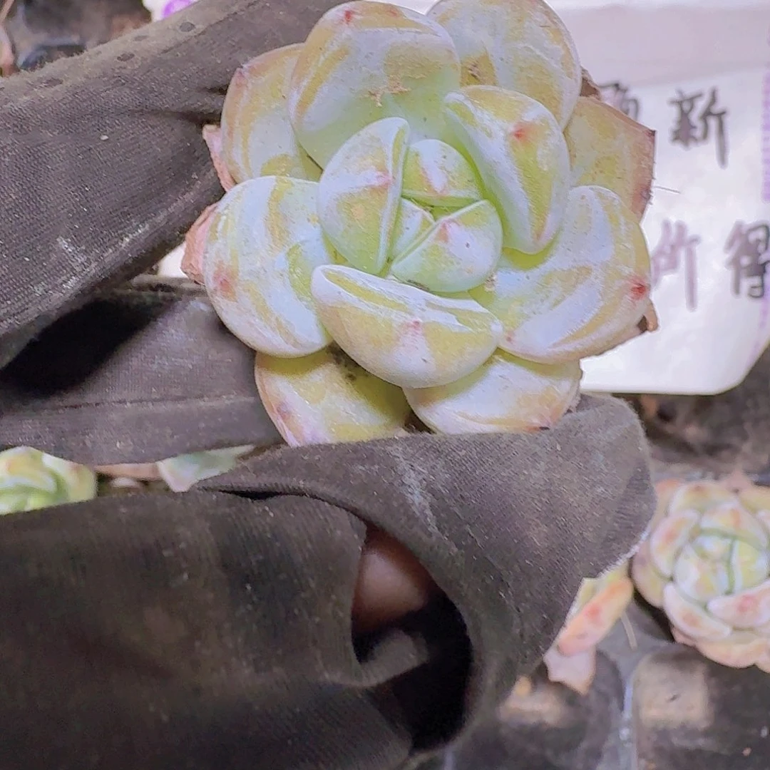 精品砂糖两米三颗