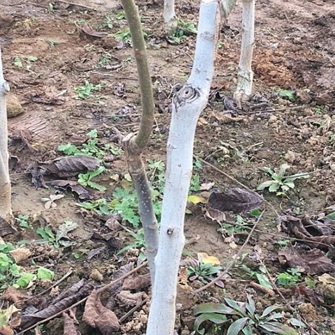 无花朵磨盘文玩核桃树苗