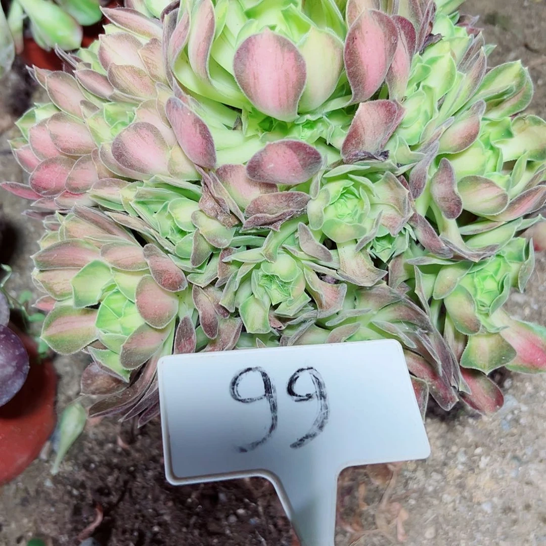多肉植物绍花法师