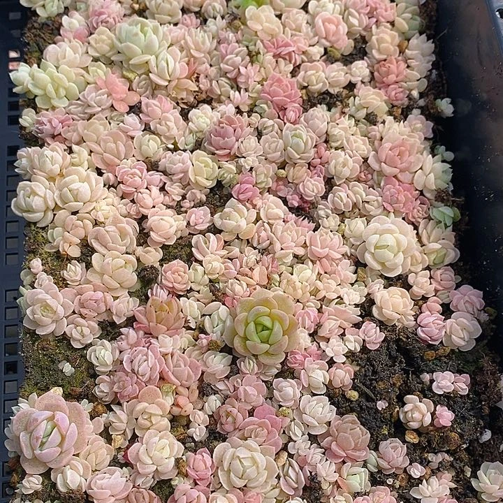 132 多肉植物盆栽花卉盆栽