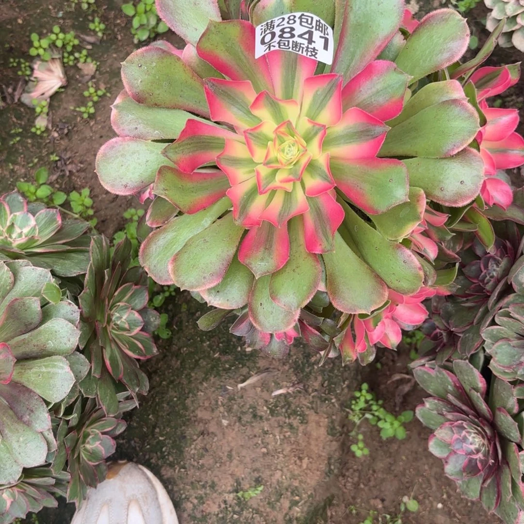 K. 841香妃多肉12233